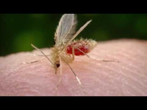 CCZ de RC faz coleta de Mosquito Palha contra Leishmaniose