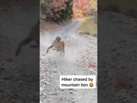 Mountain Lion Stalks Hiker in Utah #shorts #wildlife #cat #mountainlion #kitty