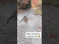 Mountain Lion Stalks Hiker in Utah #shorts #wildlife #cat #mountainlion #kitty