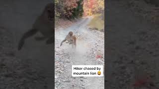 Mountain Lion Stalks Hiker in Utah #shorts #wildlife #cat #mountainlion #kitty