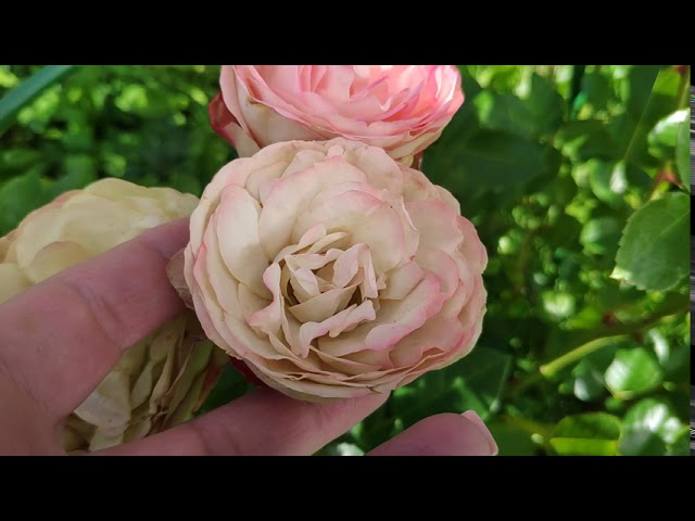 Розы в Подмосковье.  Acropolis / Акрополис (Акрополь)