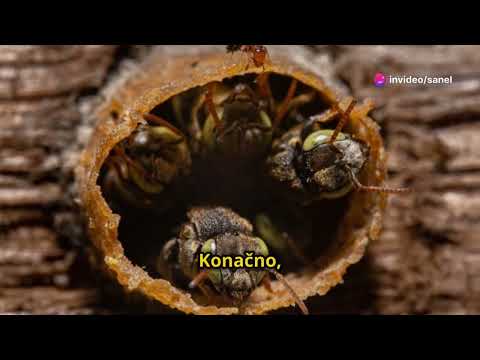 1  Život Pčela ukratko  Od Larve do Smrti