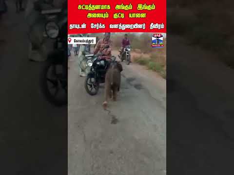 Elephant | Forest Department | Coimbatore