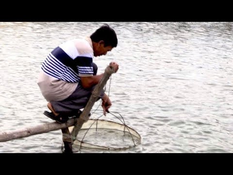 Von Reis zu reich: Vietnams Garnelenzüchter