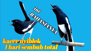 Download lagu RAHASIA DAN SOLUSI KACER NYIBLEK,Pemain Kacer Wajip Tahu LAKUKAN RAHASIA INI mp3 Download lagu RAHASIA DAN SOLUSI KACER NYIBLEK,Pemain Kacer Wajip Tahu LAKUKAN RAHASIA INI mp3