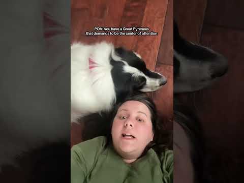 He slobbered all over my head. #dogs #dogshorts #trends #kesha