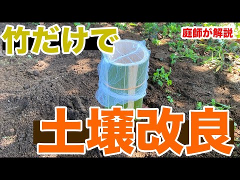 竹を植える: 最もよくある 5 つの間違い トピックス
