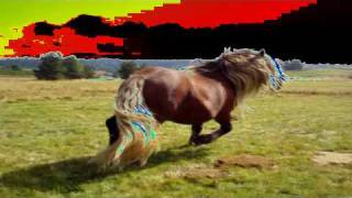 save us   armand amar