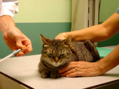 How to Give a Pill to Your Cat 2