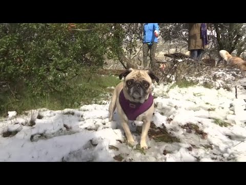 Winter storms have brought a surprise dusting of snow to peaks throughout the San Francisco Bay Area. Some residents drove to Mount Diablo State Park, about 40 miles east of San Francisco, to play with their kids and dogs. (Feb 5)