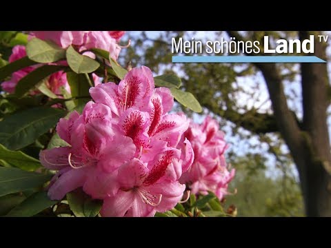 Spargelzeit im Ammerland - die schönsten Höfe Norddeutschlands (NDR)