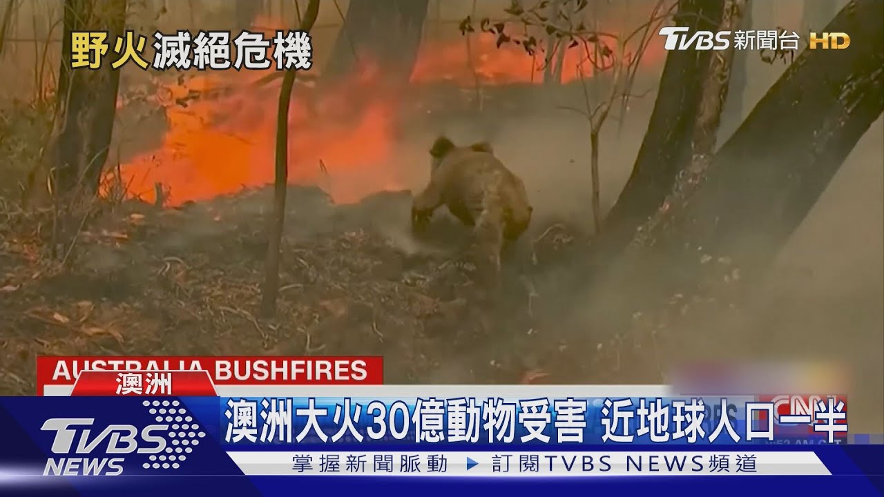 澳洲大火30億動物受害　近地球人口一半