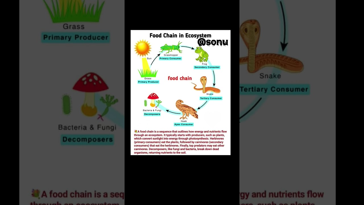 Food chain in Ecosystem 🔥💯 3D figure details digram 🔥💯 #biologyeducation #trendingshorts #science