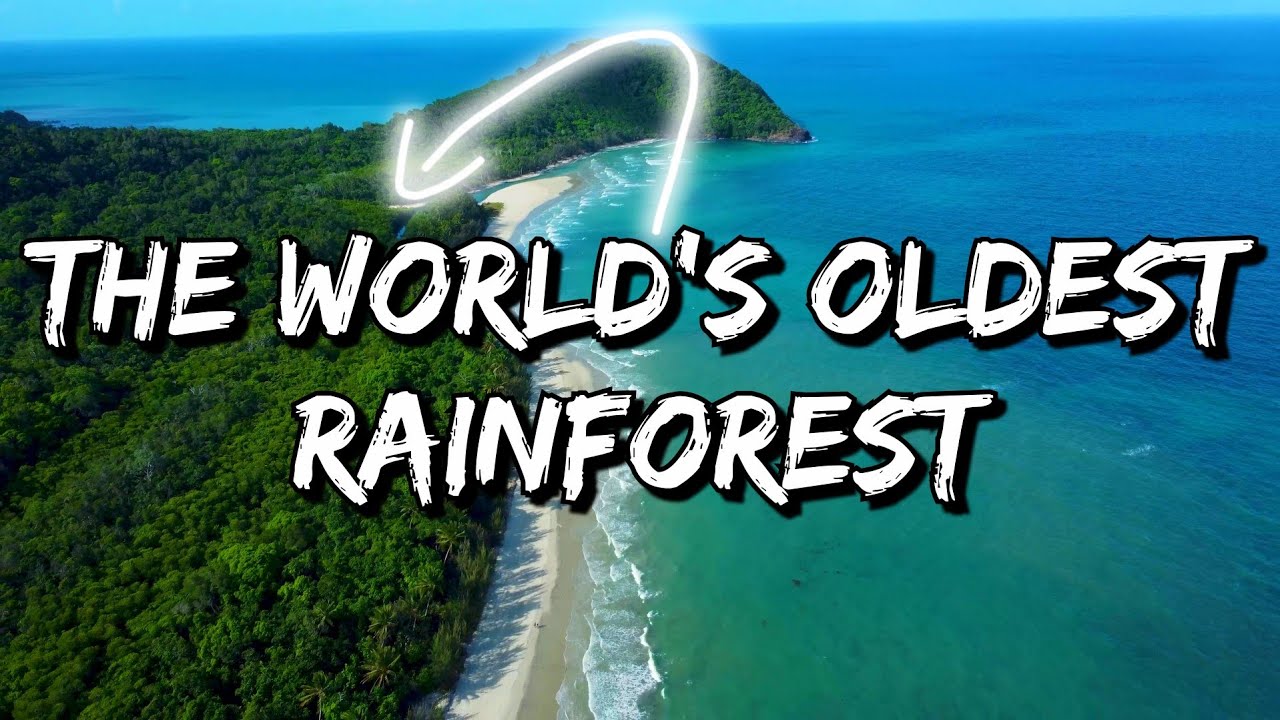 Join an adventurer on a trip to Daintree Rainforest & Cape Tribulation.