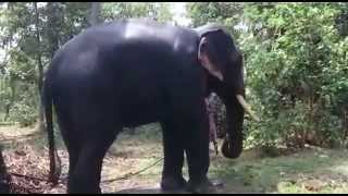 preview picture of video 'Elephant Bathing in North Paravur'