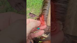 O PIOR INIMIGO DOS CAVALOS 🐎.       #curiosidades #shorts #curiosidade