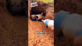 Download lagu Ibu anjing ini pernah disakiti manusia 😭 mp3 Download lagu Ibu anjing ini pernah disakiti manusia 😭 mp3