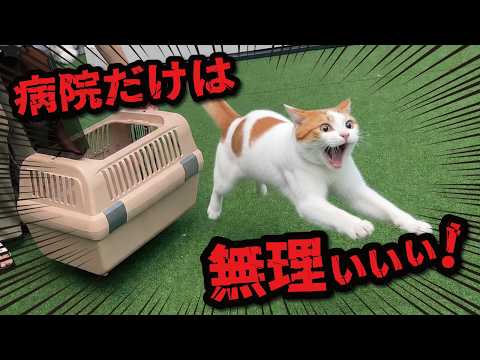 I tried putting my nearly 12-year-old resident cat into his carrier for a vet visit and this happ...