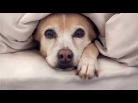 Calango na Linha do Dia