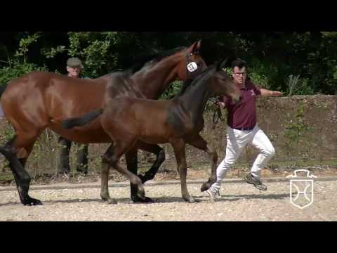 SL033 Hengstfohlen von Diarado - Cristo - Alcatraz