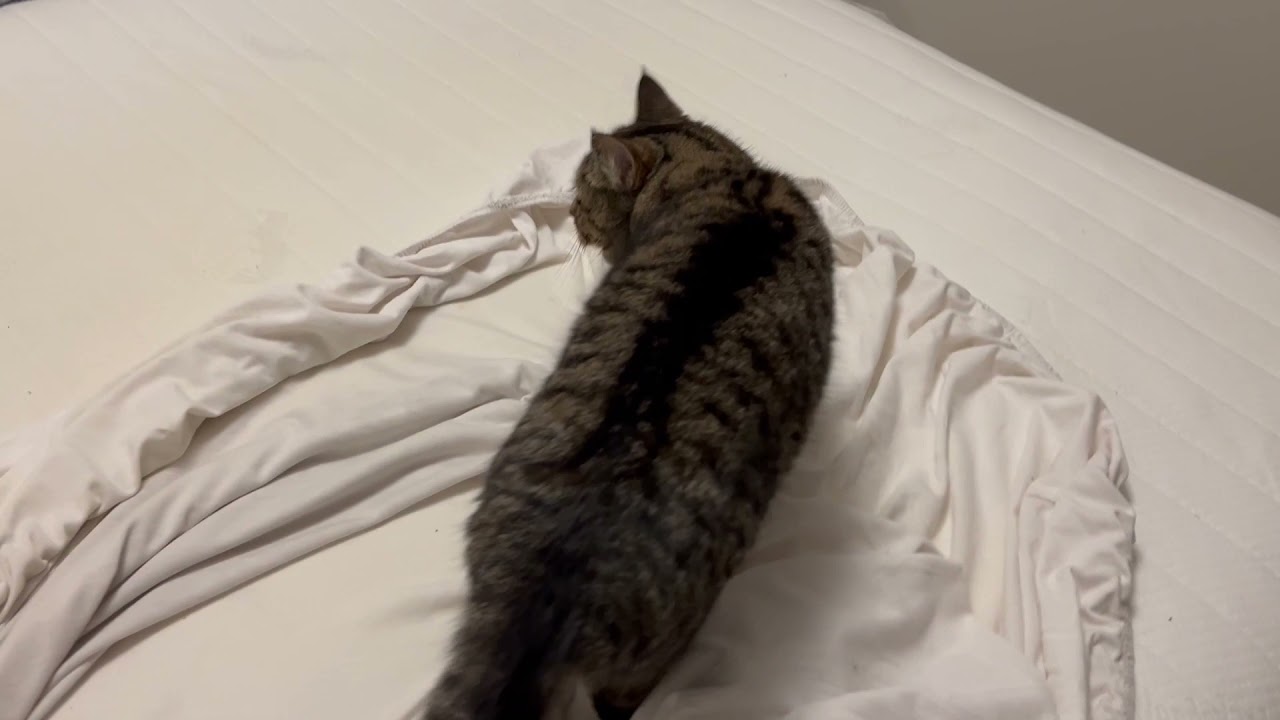 Vira "helps" me change the bed