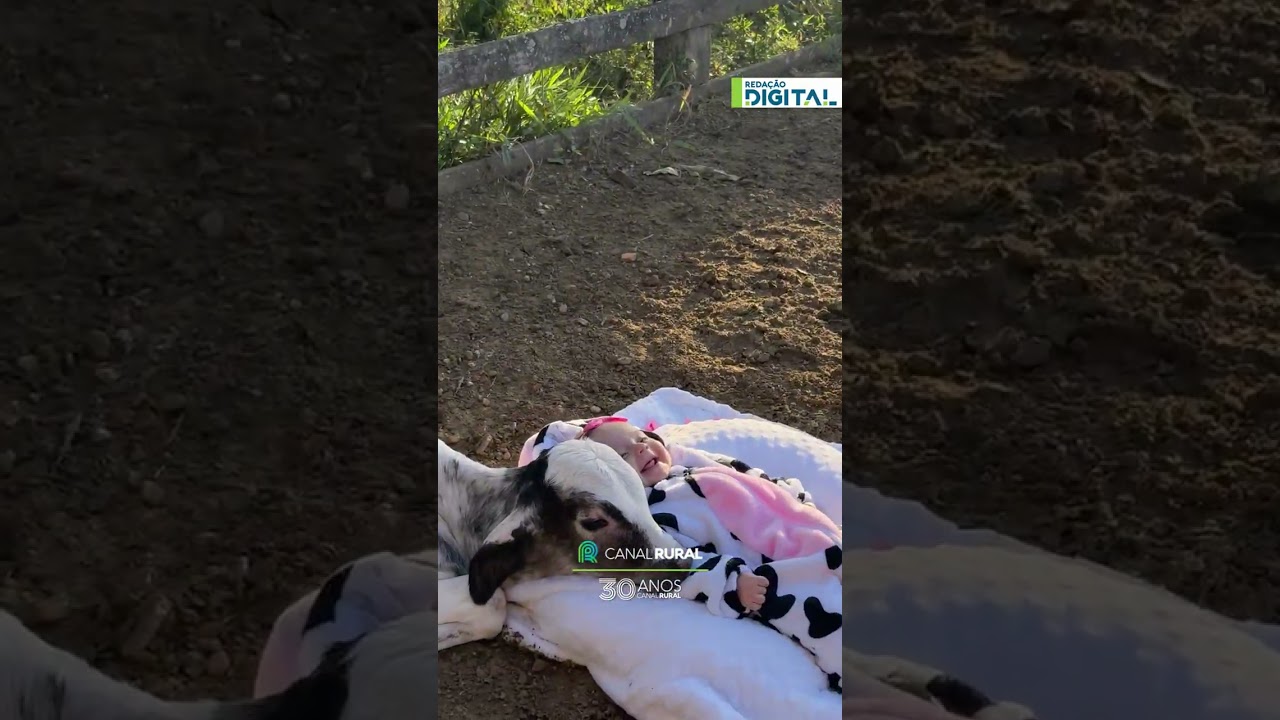 Descanso de Isabela chama atenção pela fofura com bezerro
