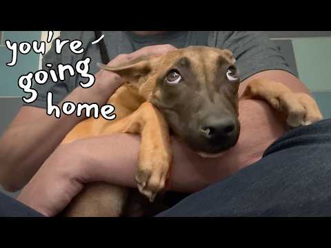 Watch this Frozen Puppy's AMAZING Comeback 💪🥹