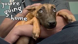 Watch this Frozen Puppy's AMAZING Comeback 💪🥹