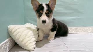 コーギーの動画01
