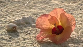 Chris Rea - Thinking Of You