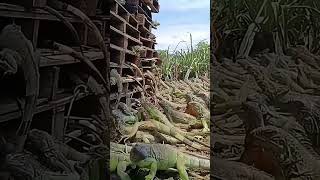 Download lagu Unique things that Iguanas do #iguana #animals #fyp #shorts mp3