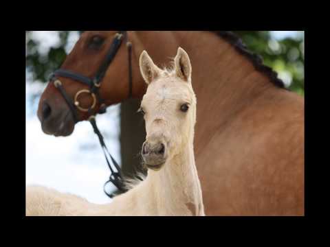 DREAM DATE P HF v.  Dating AT - FS Don't Worry