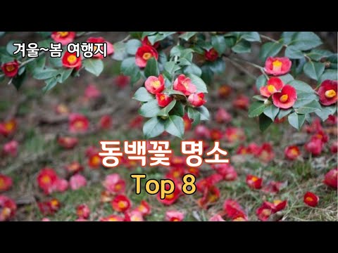 동백꽃 명소 베스트8/지금부터 봄까지 꼭 가봐야할 여행지/1월~3월 여행지 추천