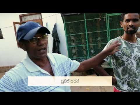 03 Supiri Paravi - සුපිරි පරවි - Halawatha Jude - timing pigeon - highflyin