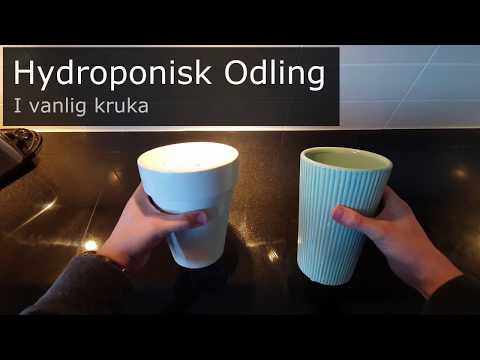 Hydroponisk odling i vanlig kruka