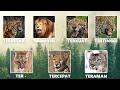 Who Is The Greatest Big Cat