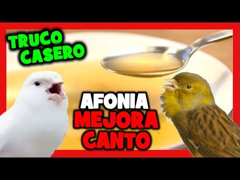Canarian natural remedies do not sing 🐤 Improve canary song 🐥