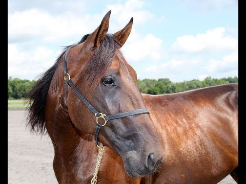 2018 Hambo Contenders -  Classichap