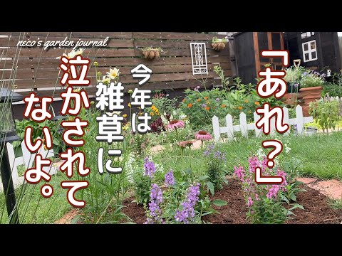 バラの茂みの根元にあるグランドカバーは何ですか?マルチの種類と技術の関連性  庭園