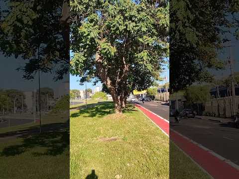 24/04/26, Meu novo quintal, Araguari, Triângulo Mineiro, MG.#turismo #viagem #minasgerais #araguari