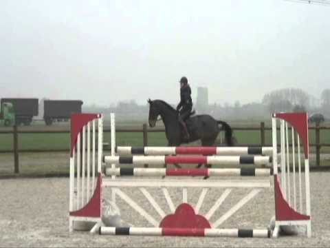 Numero Uno Jumping/dressage video