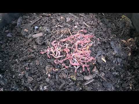 Outdoor Worm Bin feeding #9 | short worm time lapse & start of avocado experiment | Vermicomposting