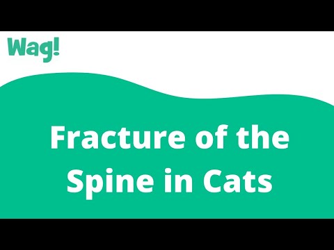 Fracture of the Spine in Cats | Wag!