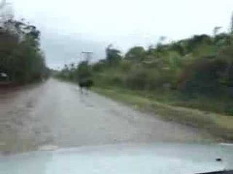 Was macht das Pferd da?