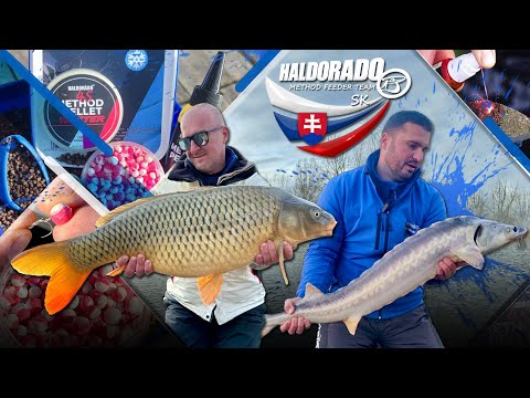 Haldorado Method Feeder Team SK - Januári 10+-os uszonyosok!