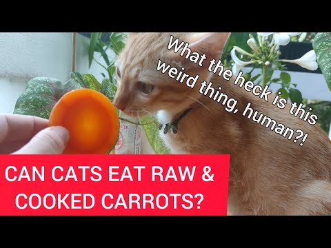 Can Cats Eat Carrots? Is Cooked & Raw Carrot Good or Bad ...