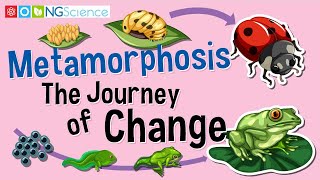 Metamorphosis – The Journey of Change