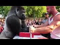 Epic Clash Of Strength Gorilla Vs Bodybuilder Arm Wrestling Battle