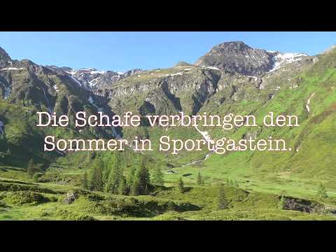 Almauftrieb der Schafe in Sportgastein