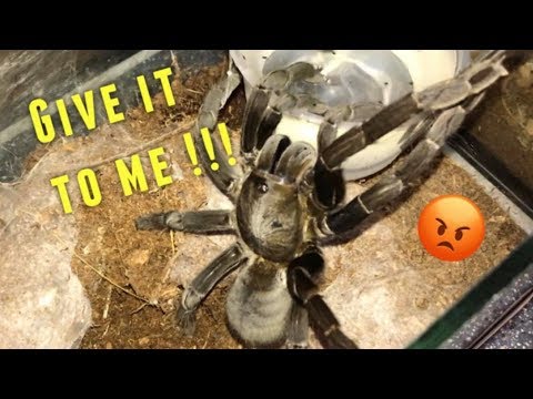 download lagu mp3 mp4 Spider Guy, download lagu Spider Guy gratis, unduh video klip Spider Guy